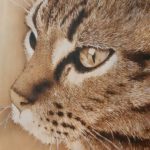 gatto